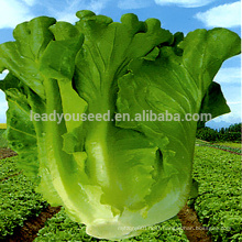 LT08 Dake big size early maturity green lettuce seeds vegetable seeds